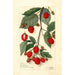 Rubus - Amanda Almira Newton — visning af kunstværket