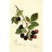 Rubus Joy - Amanda Almira Newton — visning af kunstværket
