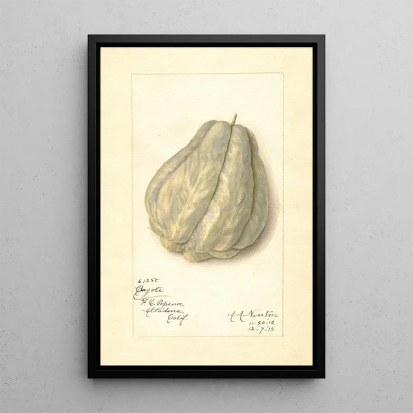 Reproduktion af maleriet Sechium edule - Amanda Almira Newton