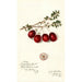 Vaccinium macrocarpon Metallic Bell - Amanda Almira Newton — visning af kunstværket