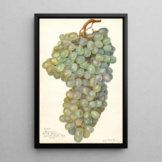 Amanda Almira Newton - Vitis Almeria.webp