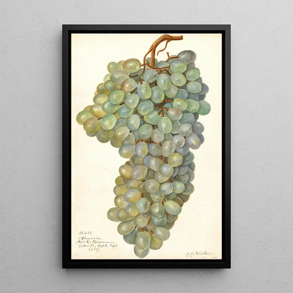 Reproduktion af maleriet Vitis Almeria - Amanda Almira Newton