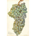 Reproduktion af maleriet Vitis Almeria - Amanda Almira Newton