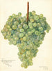 Vitis Clarette à Gros Grains - Amanda Almira Newton — visning af kunstværket