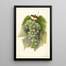 Reproduktion af maleriet Vitis Diamond - Amanda Almira Newton