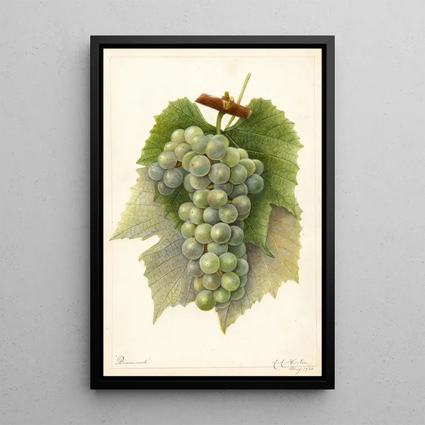 Reproduktion af maleriet Vitis Diamond - Amanda Almira Newton