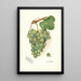 Reproduktion af maleriet Vitis Geraldine - Amanda Almira Newton