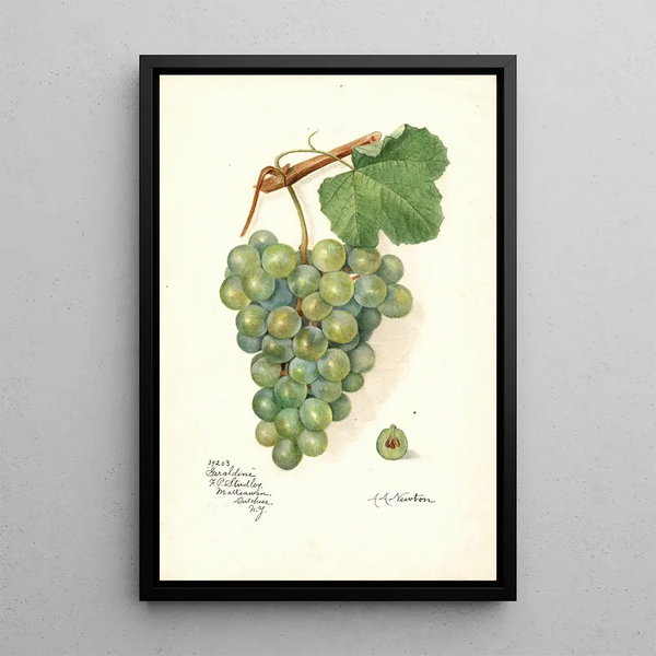 Reproduktion af maleriet Vitis Geraldine - Amanda Almira Newton
