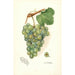 Reproduktion af maleriet Vitis Geraldine - Amanda Almira Newton