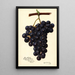 Reproduktion af maleriet Vitis King Philip - Amanda Almira Newton