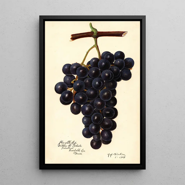Reproduktion af maleriet Vitis King Philip - Amanda Almira Newton