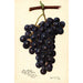 Reproduktion af maleriet Vitis King Philip - Amanda Almira Newton