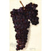 Vitis Malvasia Rosario - Amanda Almira Newton — visning af kunstværket