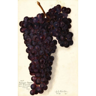 Amanda Almira Newton - Vitis Malvasia Rosario.webp