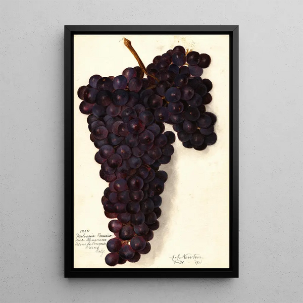 Vitis Malvasia Rosario - Amanda Almira Newton — indrammet kunstværk på væggen