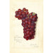 Reproduktion af maleriet Vitis Mammoth Delaware - Amanda Almira Newton