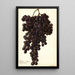 Reproduktion af maleriet Vitis Muscat Noir de Hongrie - Amanda Almira Newton