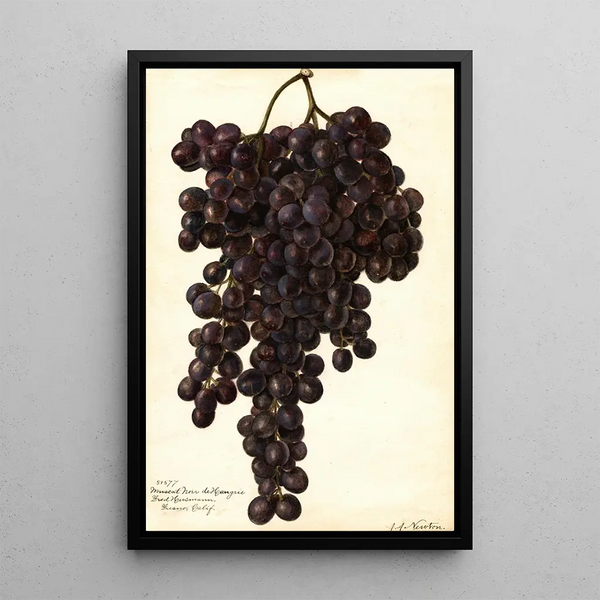 Reproduktion af maleriet Vitis Muscat Noir de Hongrie - Amanda Almira Newton