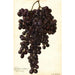 Reproduktion af maleriet Vitis Muscat Noir de Hongrie - Amanda Almira Newton