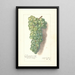 Reproduktion af maleriet Vitis Muscat St - Amanda Almira Newton