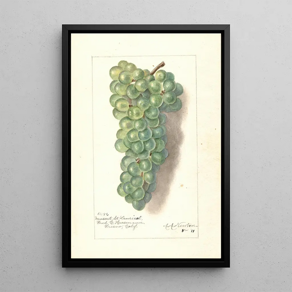Reproduktion af maleriet Vitis Muscat St - Amanda Almira Newton