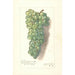 Reproduktion af maleriet Vitis Muscat St - Amanda Almira Newton
