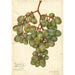Vitis Muscat d'Alexandrie - Amanda Almira Newton — visning af kunstværket