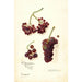 Vitis Panariti - Amanda Almira Newton — visning af kunstværket