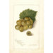 Vitis Scuppernong - Amanda Almira Newton — visning af kunstværket