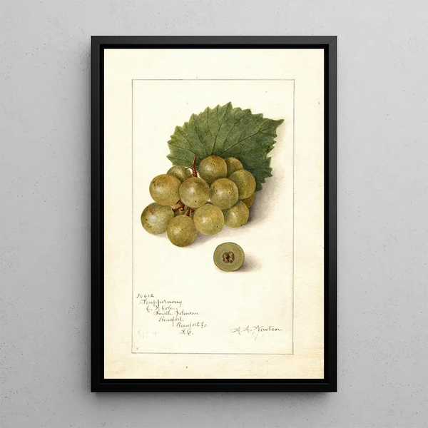 Vitis Scuppernong - Amanda Almira Newton — indrammet kunstværk på væggen