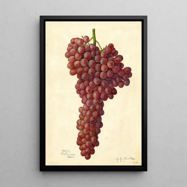 Reproduktion af maleriet Vitis Sultanina Rosea - Amanda Almira Newton
