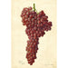 Reproduktion af maleriet Vitis Sultanina Rosea - Amanda Almira Newton