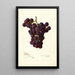 Reproduktion af maleriet Vitis Sunrise - Amanda Almira Newton