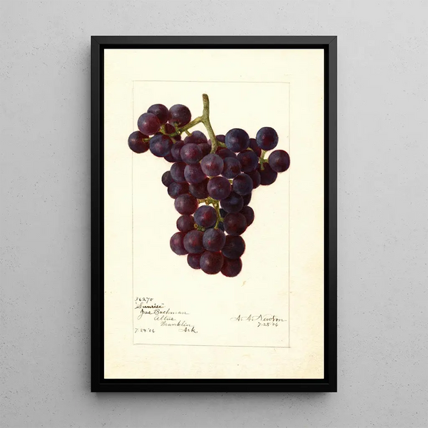 Reproduktion af maleriet Vitis Sunrise - Amanda Almira Newton