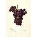Reproduktion af maleriet Vitis Sunrise - Amanda Almira Newton