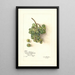 Reproduktion af maleriet Vitis White Southern - Amanda Almira Newton