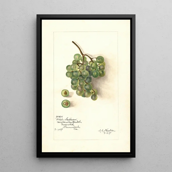 Reproduktion af maleriet Vitis White Southern - Amanda Almira Newton