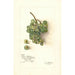 Reproduktion af maleriet Vitis White Southern - Amanda Almira Newton
