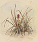 Ananas en blomster - Ferdinand Keller — visning af kunstværket