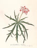 Jatropha Multifidis - Ann Lee — visning af kunstværket