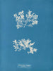 Achnanthes longipes parasit - Anna Atkins — visning af kunstværket