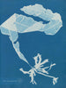 Alaria esculenta - Anna Atkins — visning af kunstværket