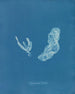 Asperococcus turneri - Anna Atkins — visning af kunstværket