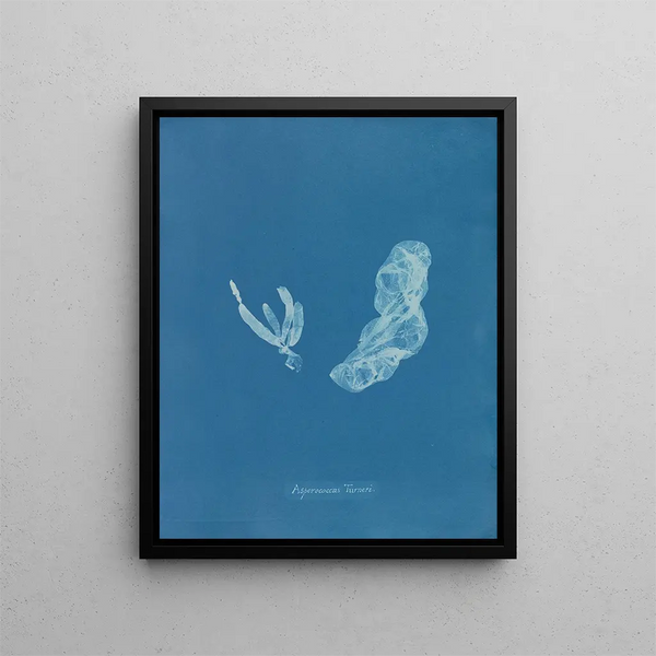 Anna Atkins - Asperococcus Turneri.webp