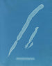 Asperococcus comprimé - Anna Atkins — visning af kunstværket