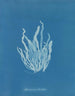 Asperococcus echinatus - Anna Atkins — visning af kunstværket