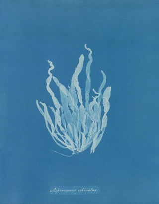 Anna Atkins - Asperococcus echinatus.webp