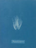 Bangia fuscopurpurea - Anna Atkins — visning af kunstværket