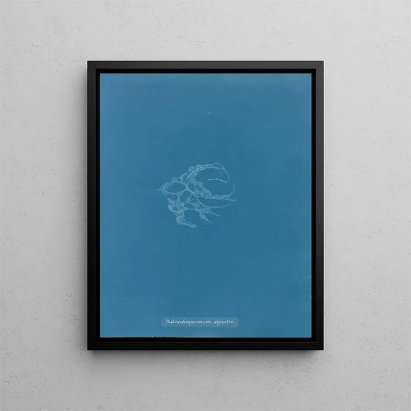 Anna Atkins - Batrachospermum alpestre.webp