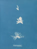 Bryopsis hypnoides - Anna Atkins — visning af kunstværket